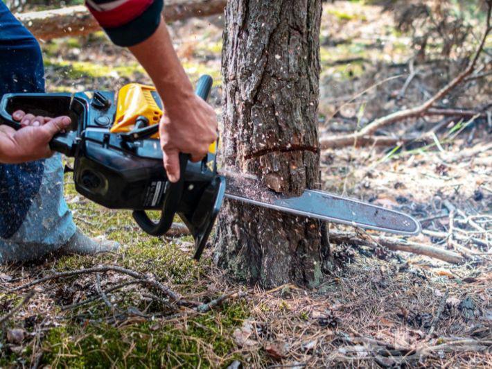 قطع الشجر وقطع نخيل وزرع الزهور والحدائق64613496225538111