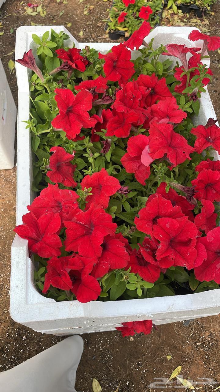 Nursery for Landscape Design, Irrigation Networks, and All Types of Palms and Trees64618948110210114