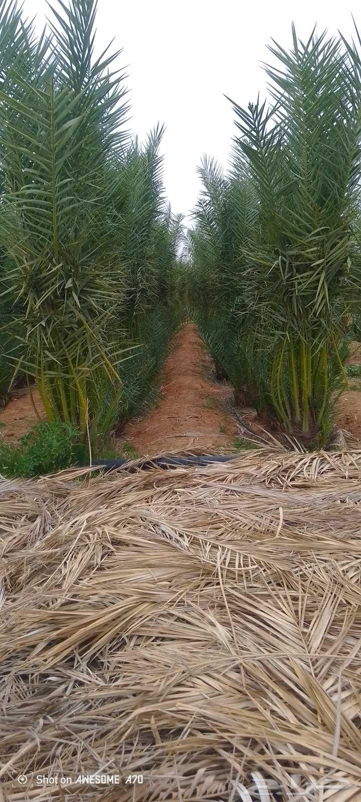 Hello, we have all types of palm trees64619066681602110