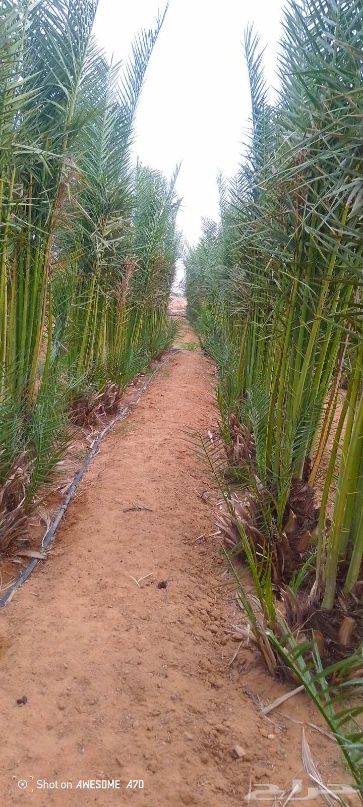 Hello, we have all types of palm trees64619066681602113