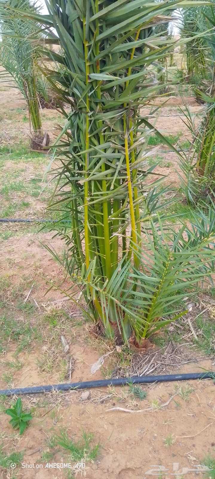 Hello, we have all types of palm trees64619066681602111