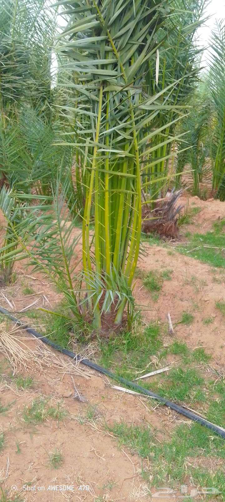 Hello, we have all types of palm trees64619066681602114
