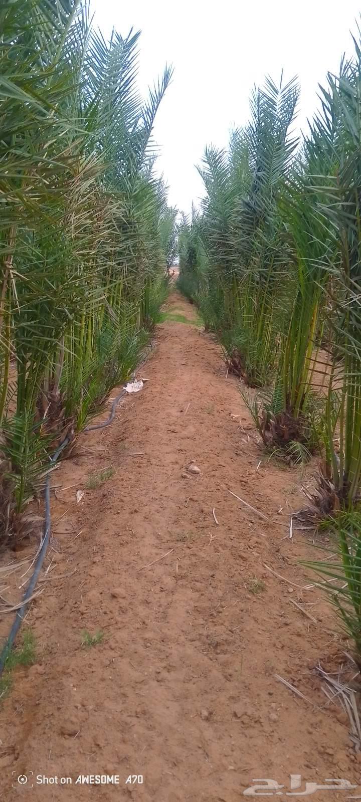 Hello, we have all types of palm trees64619066681602112