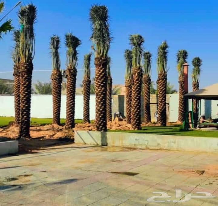 مقاول شبوك ونخيل64619124341377111