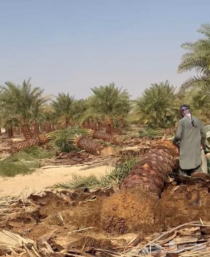 Honoring Date Palm Farmers: Transplanting and Cultivating Them, Followed by Washingtonia Cultivation64619123007233110