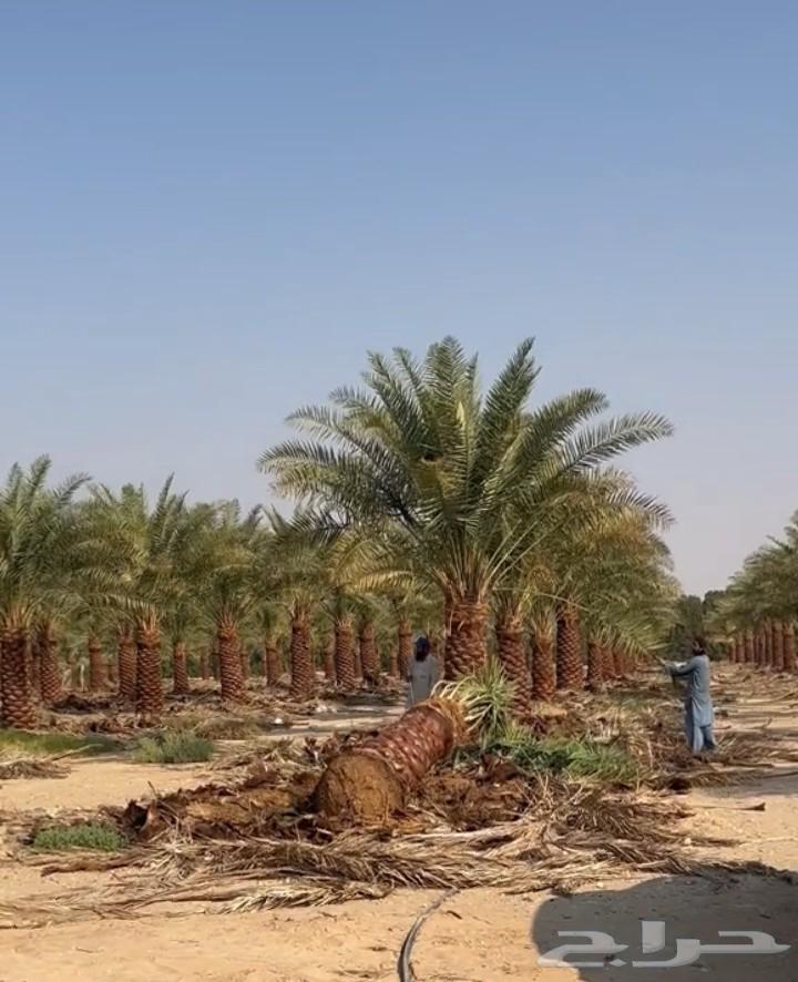 Honoring Date Palm Farmers: Transplanting and Cultivating Them, Followed by Washingtonia Cultivation64619123007233111