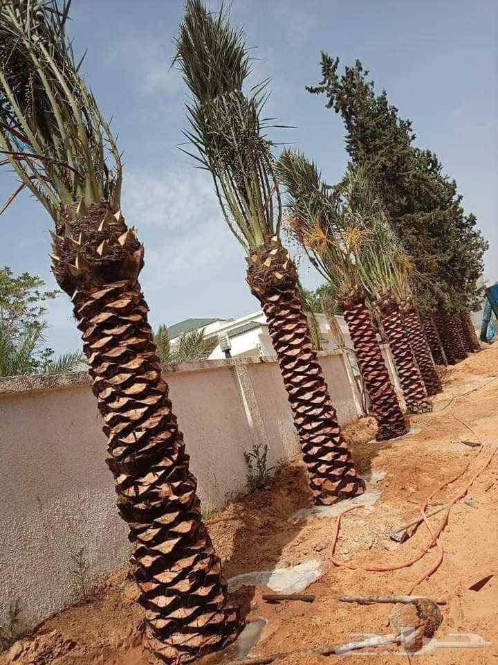 Tree and Palm Trimming, Removal, Cleaning, Planting, and Installation64619066390402112