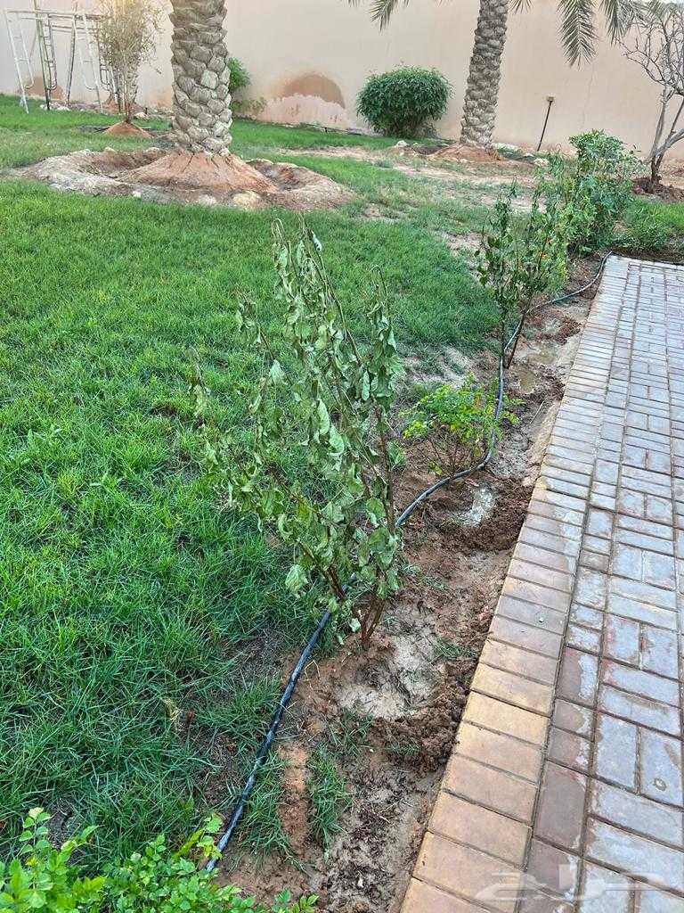 Nursery for Landscape Design, Irrigation Networks, and All Types of Palms and Trees64618948110210112