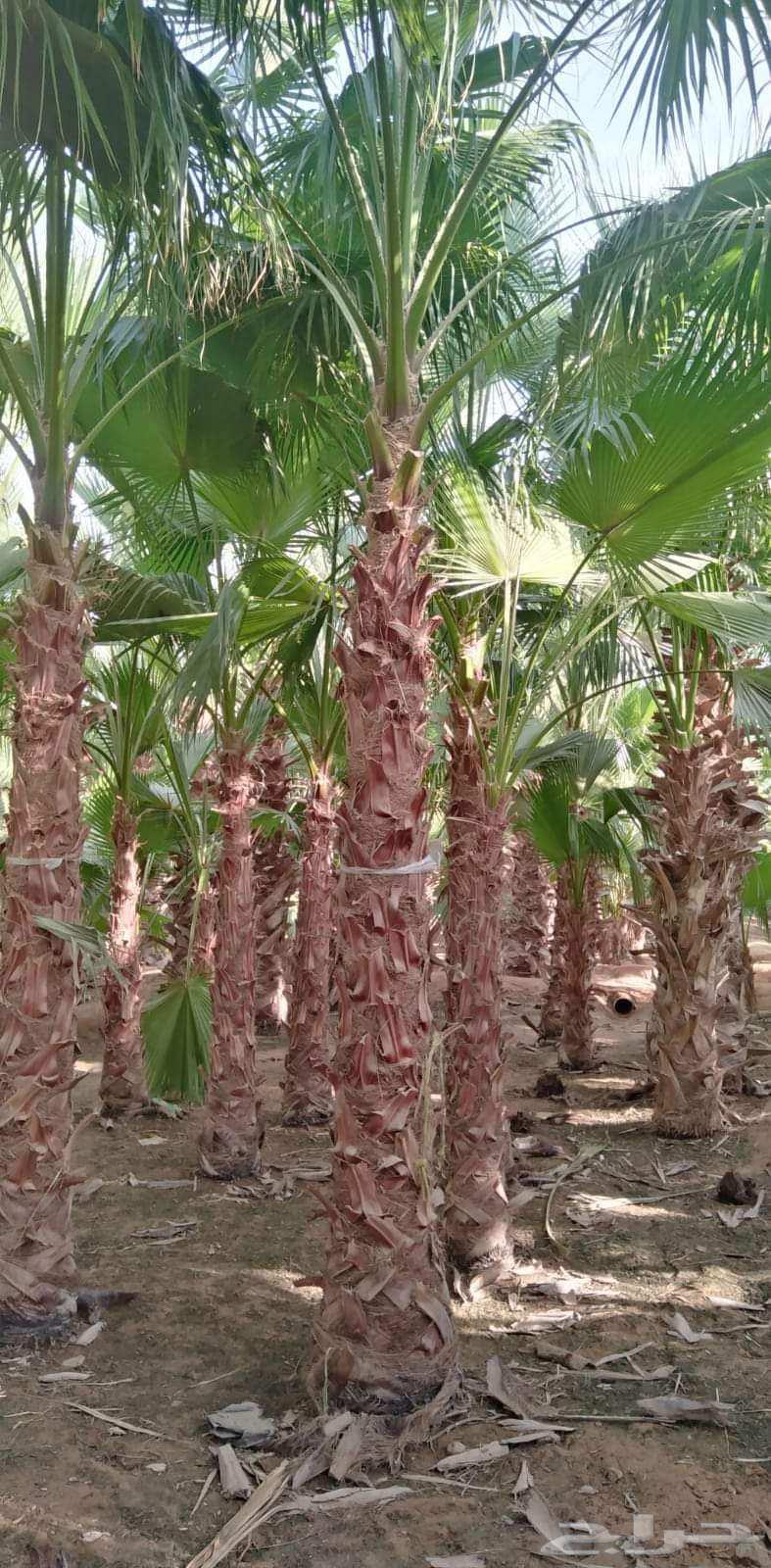 واشنطن زينه نخل الزينه الوشنطونياء امريكي ابو مروحه64619036735489112