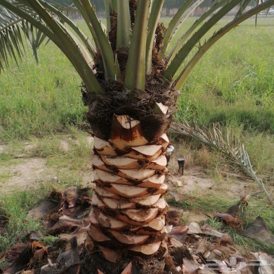 Tree and Palm Trimming, Removal, Cleaning, Planting, and Installation64619066390402111