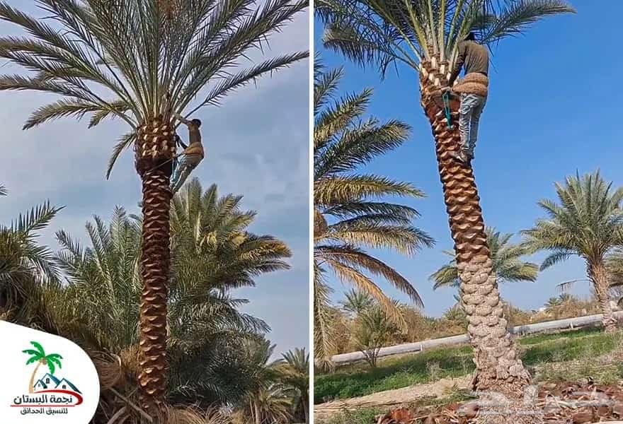 Palm Tree Pollination and Tree Pruning64618993773442114