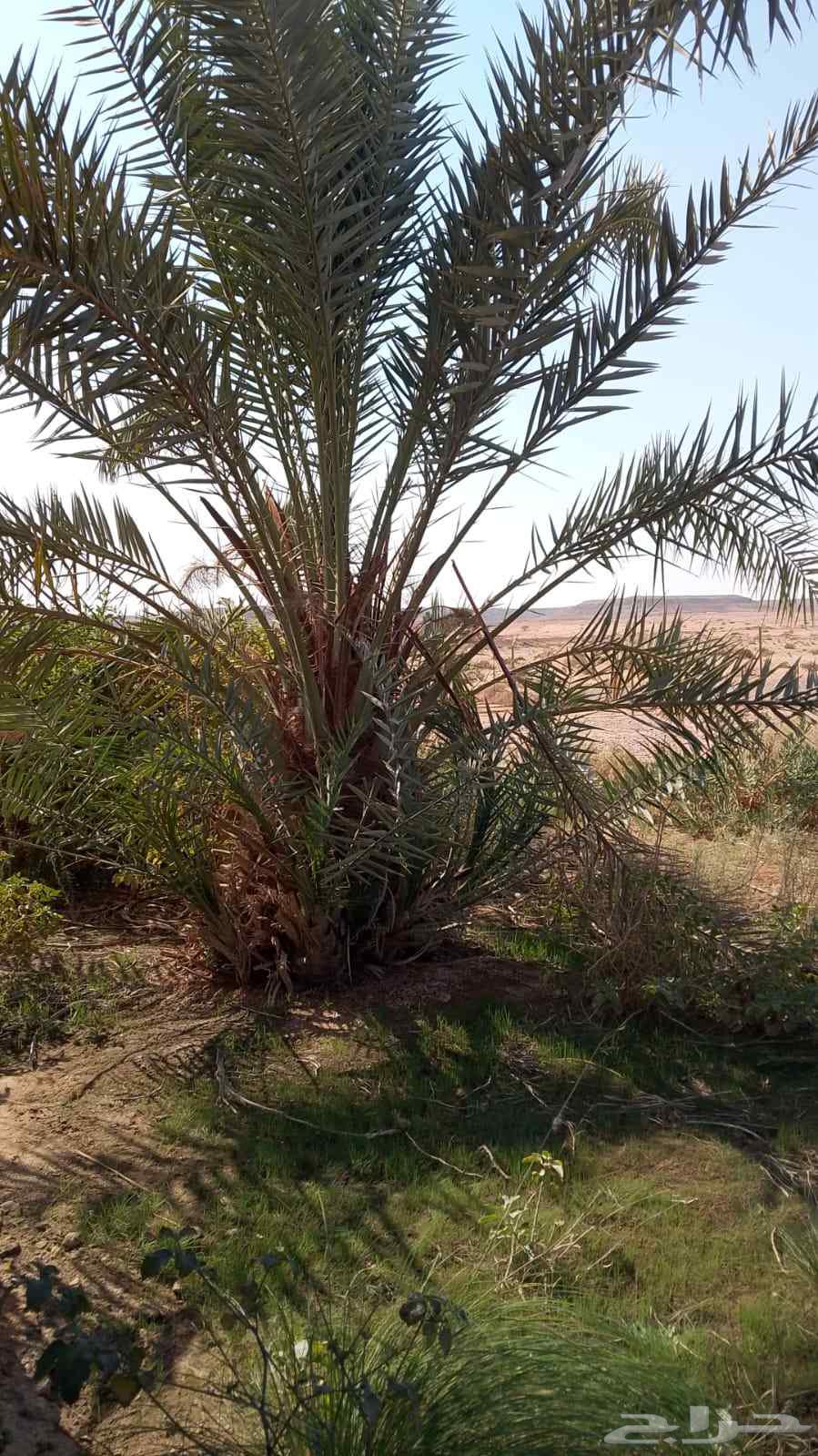 نقوم بدوريد انخيل وزراعه وجميع انواع شبوك64619152986115111