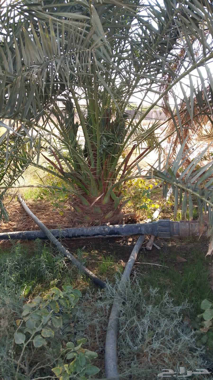 نقوم بدوريد انخيل وزراعه وجميع انواع شبوك64619152986115110