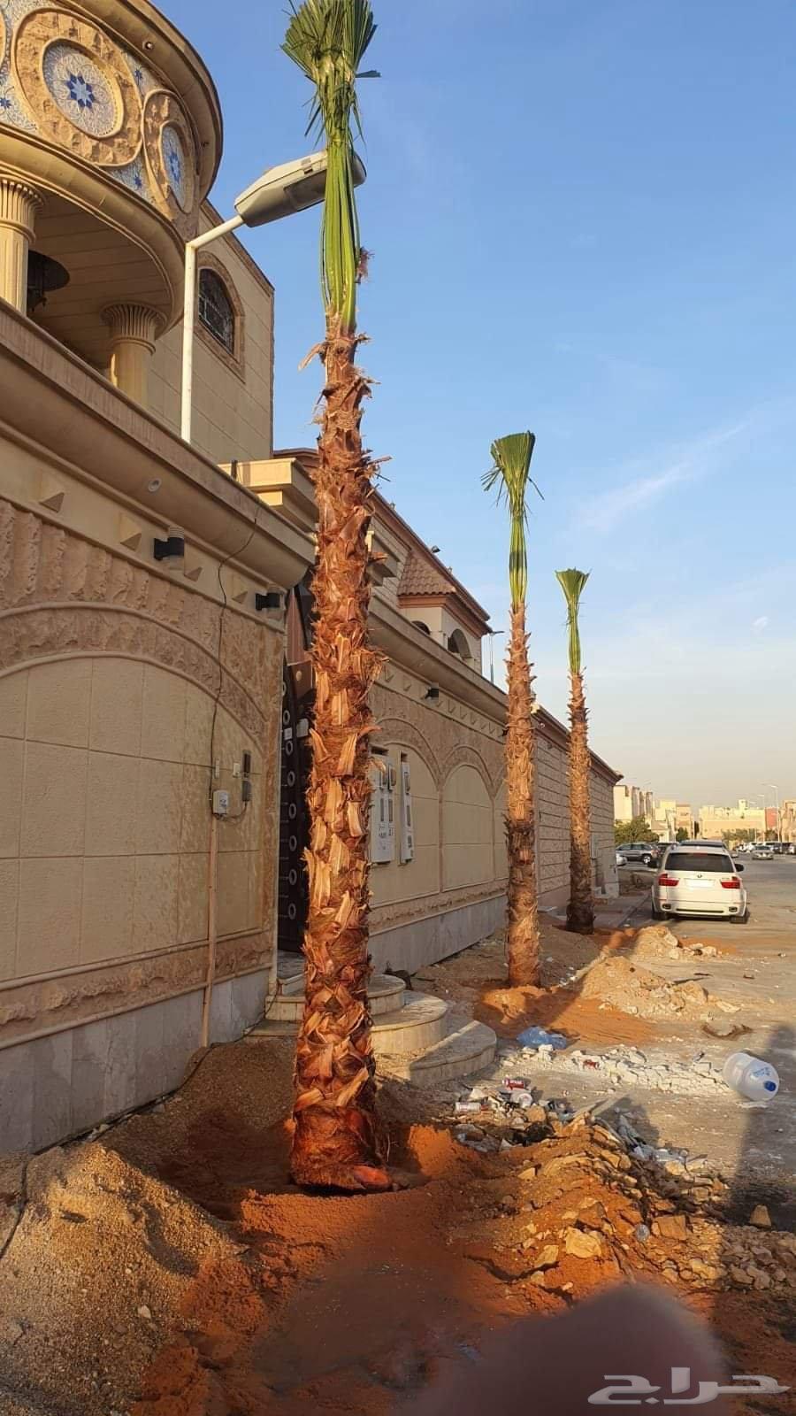 واشنطن زينه نخل الزينه الوشنطونياء امريكي ابو مروحه64619036735489111