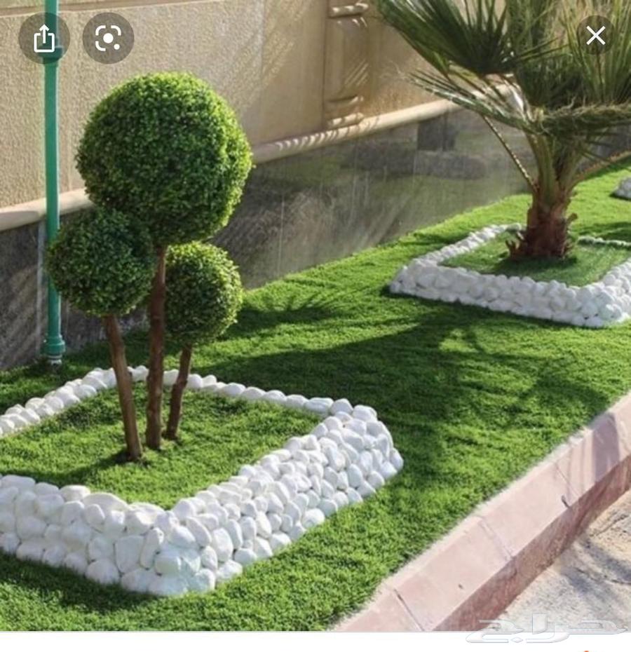 Tree and Palm Trimming, Removal, Cleaning, Planting, and Installation64619066390402114