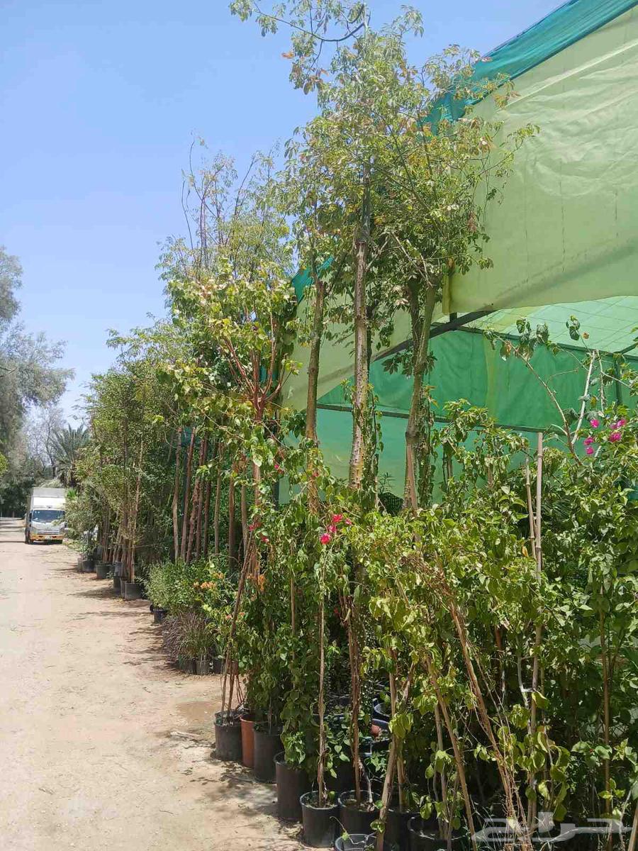 نقوم بتزين الحديق المنزليه64625614547458111