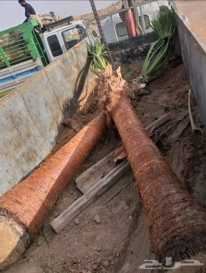 تنضيف وتكريب النخيل الوشطني64624830416386111