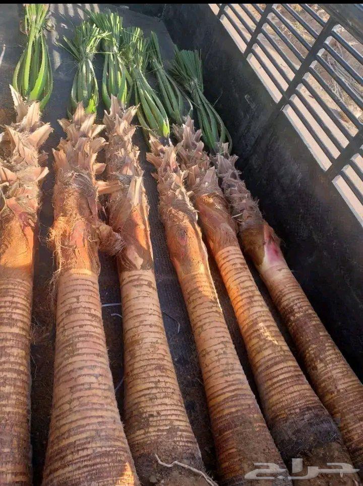 تنضيف وتكريب النخيل الوشطني64624830416386112