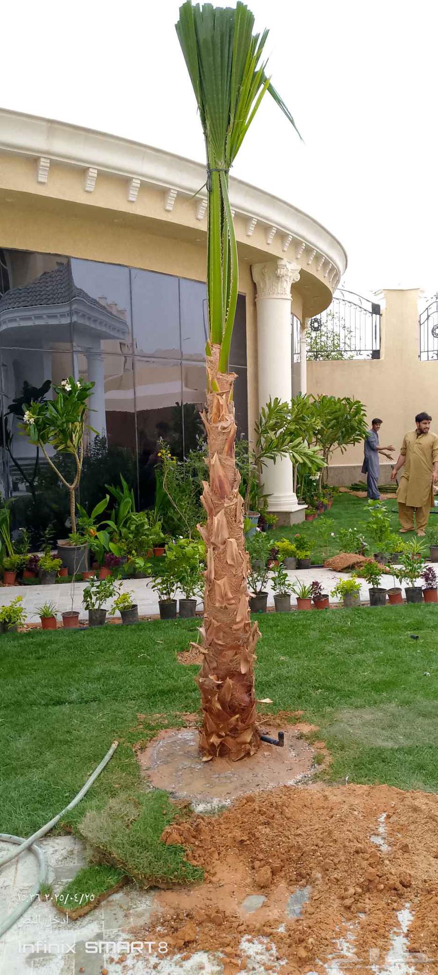 نقوم بتزين الحديق المنزليه64625614547458112