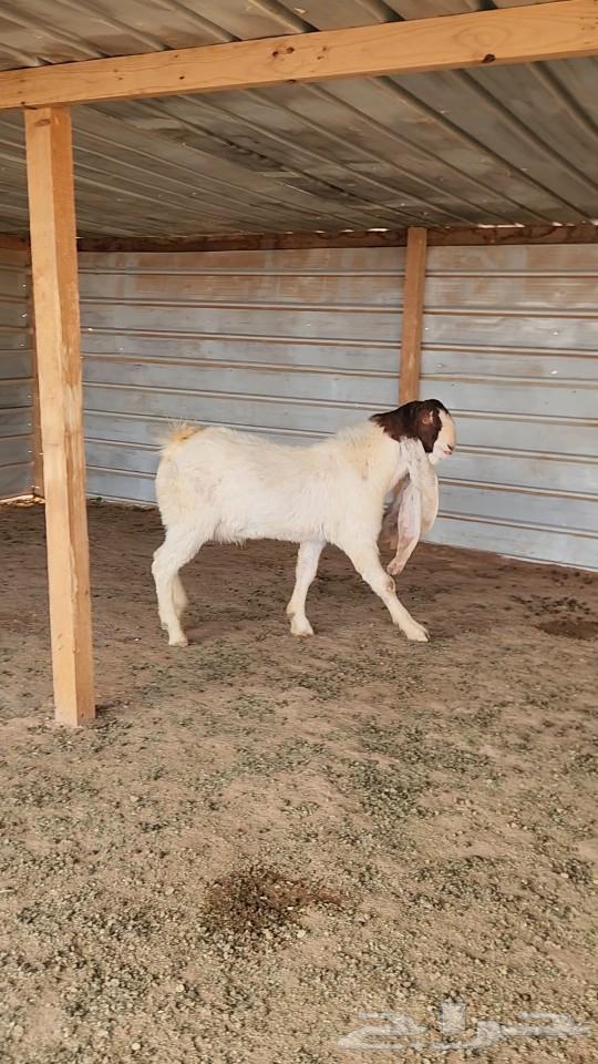 Dutch white Tuisholz good trunk and known63007940272259111