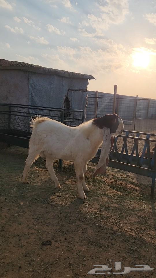 Dutch white Tuisholz good trunk and known63007940272259113