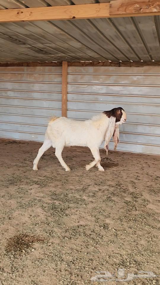 Dutch white Tuisholz good trunk and known63007940272259112