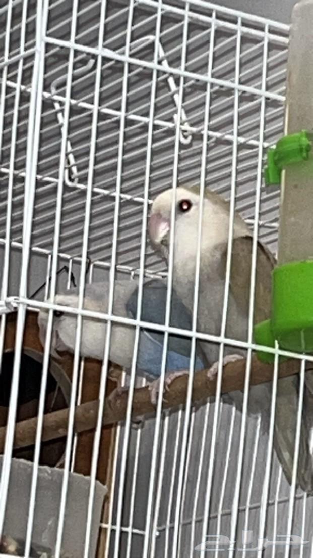 Birds of the day63617739599235111