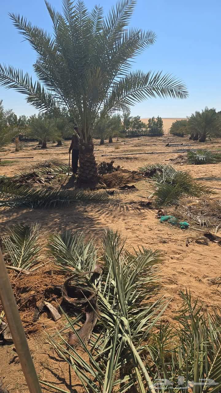 نخيل للبيع لتواصل جوال63253719516546112