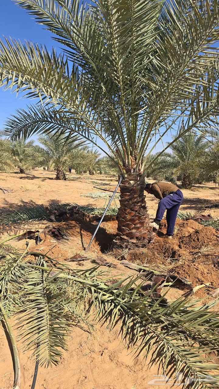 نخيل للبيع لتواصل جوال63253719516546111