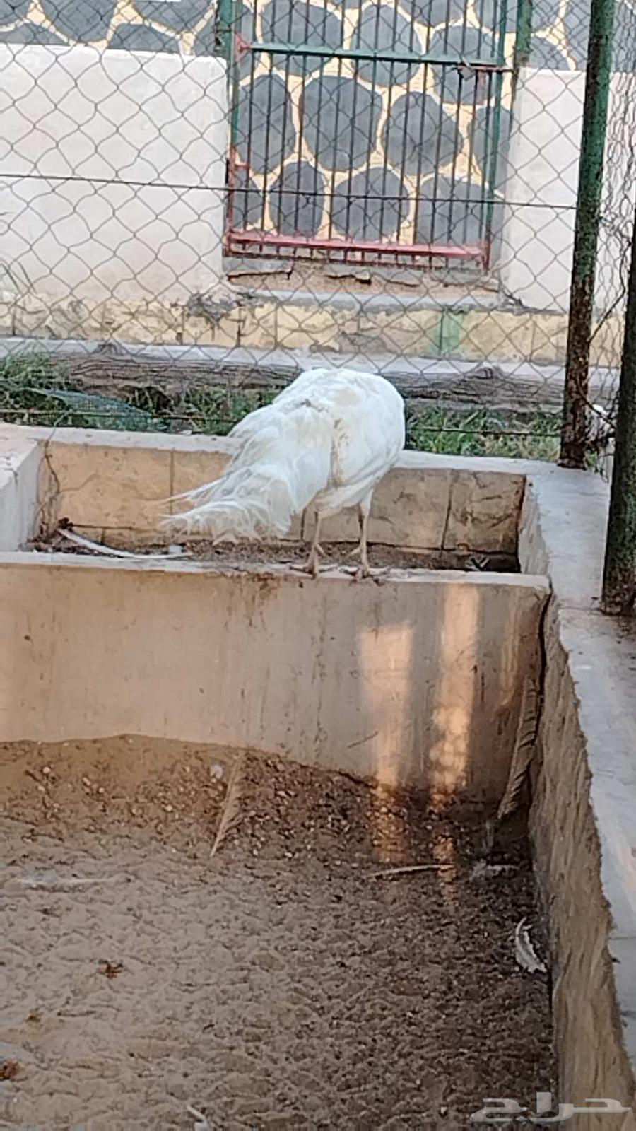 Two white and blue peacocks63237346830721112
