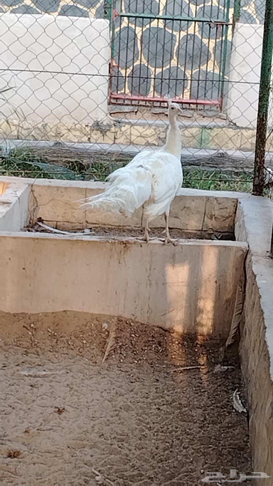 Two white and blue peacocks63237346830721111