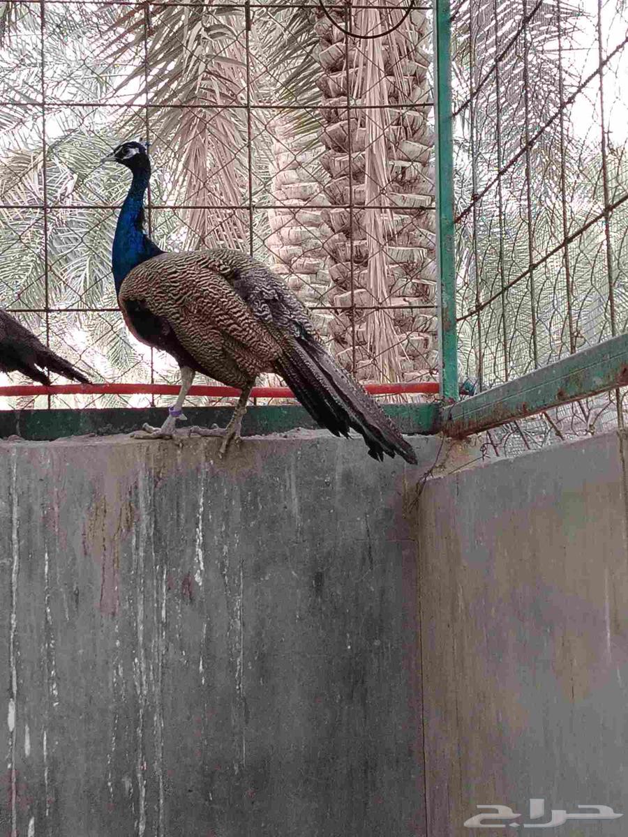Two white and blue peacocks63237346830721119