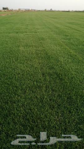 Natural silk, first grade, Al-Kharj farm63532604465793113