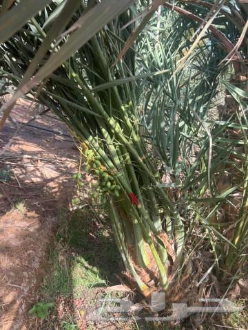 Fruitful palm trees for sale, delivery to all regions of the kingdom63230399173505114