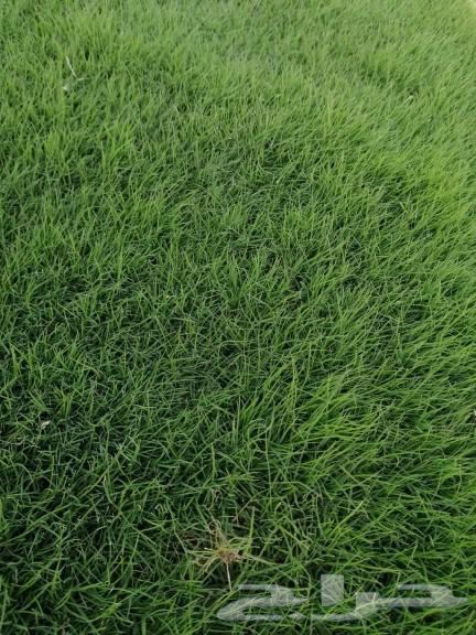Natural silk, first grade, Al-Kharj farm63532604465793114