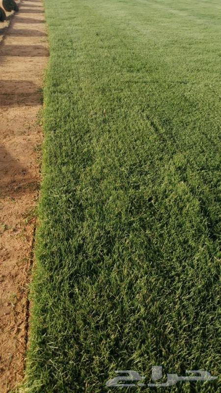 Natural silk, first grade, Al-Kharj farm63532604465793111