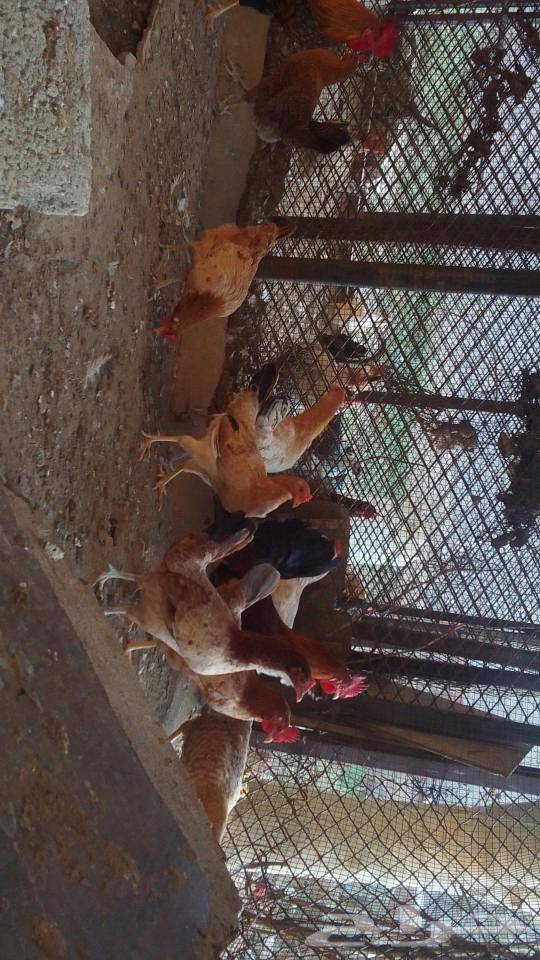 The local chicken has been sold.63230906708099113