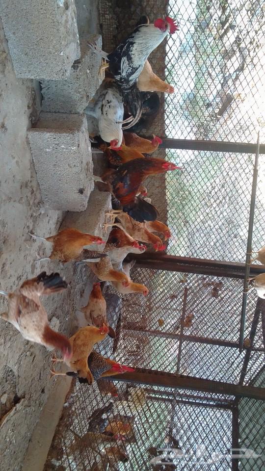 The local chicken has been sold.63230906708099111