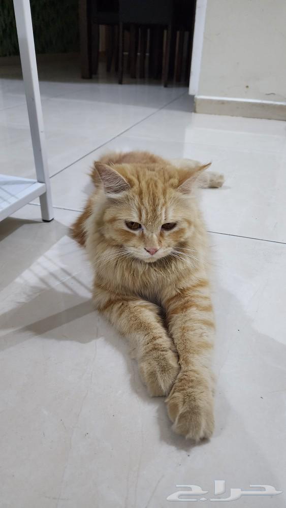 قطة للبيع632318957169941125