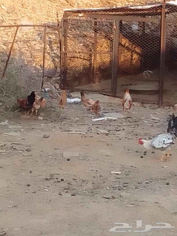 The local chicken has been sold.63230906708099114