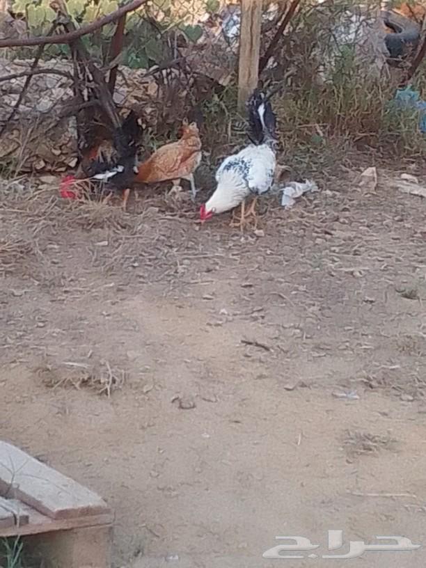 The local chicken has been sold.63230906708099112