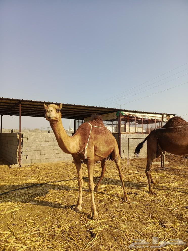 خلفه ساحليه مصغر ( تم البيع )632319035162901114