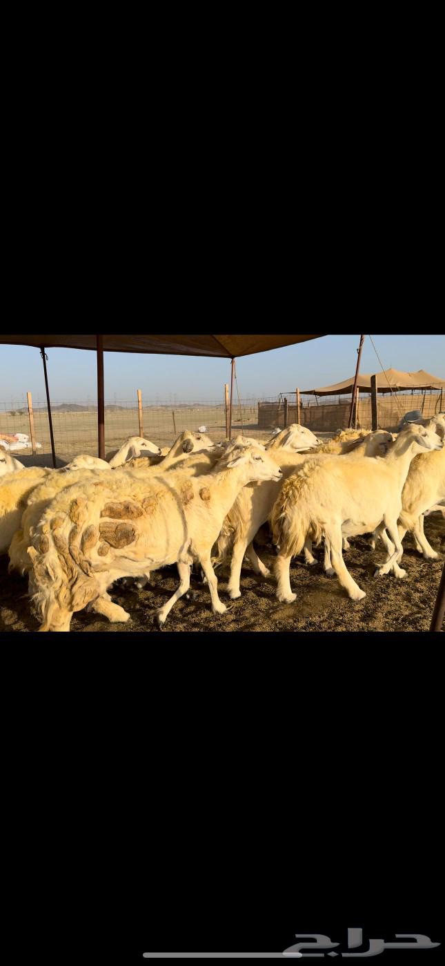 God has willed it, blessed be God. Today I present to you the sheep of Hurriyat Khilafat and Dafee63531344223234114