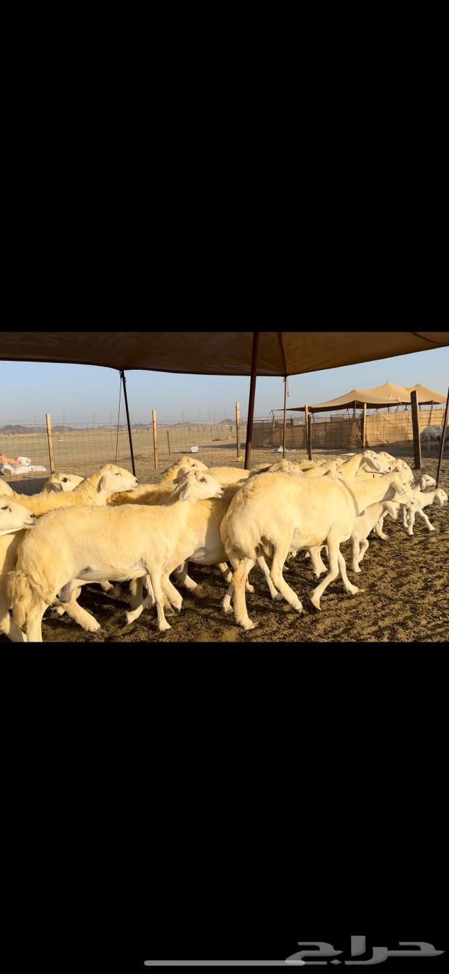 God has willed it, blessed be God. Today I present to you the sheep of Hurriyat Khilafat and Dafee63531344223234113