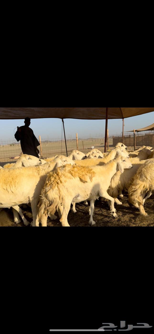 God has willed it, blessed be God. Today I present to you the sheep of Hurriyat Khilafat and Dafee63531344223234112