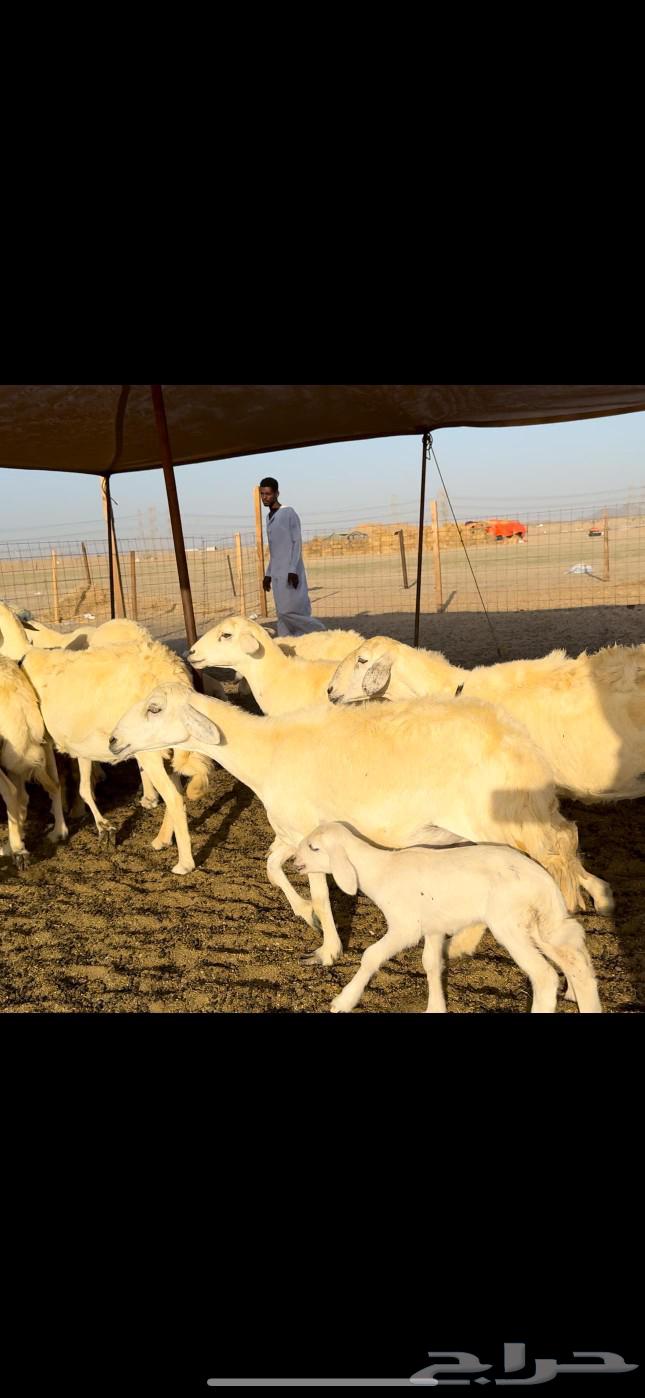God has willed it, blessed be God. Today I present to you the sheep of Hurriyat Khilafat and Dafee63531344223234111