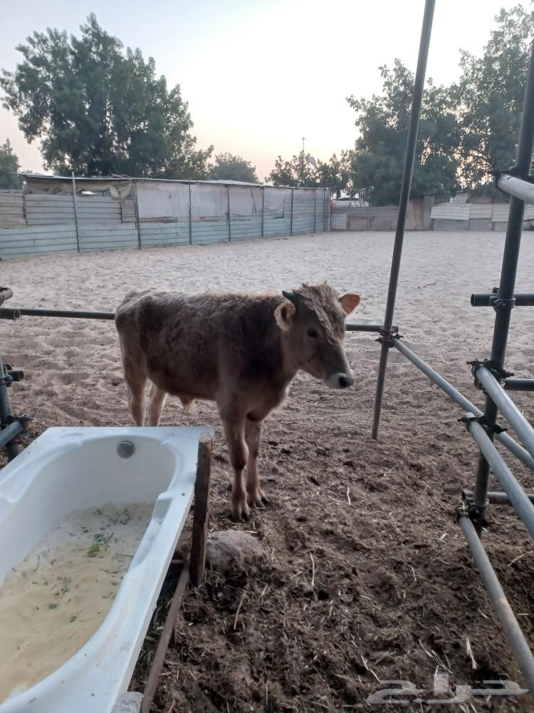 Local calves for sale63229384647169112