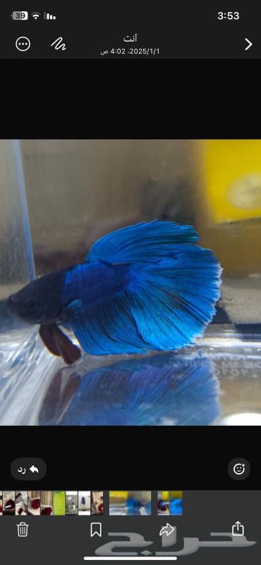 Fish Fighter for sale63226461550723111
