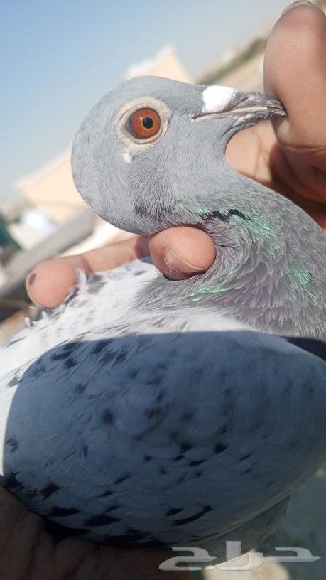 حمام زاجل سباقات شرط63529961116035113