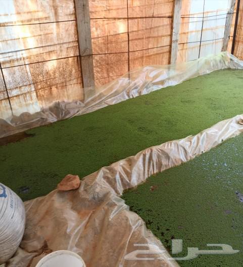 Animal feed for sale63226478649603111